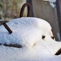 Ёжик :: Алексей Смирнов