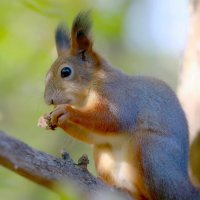 лучи золотые... :: Andrey Bragin 