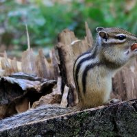 Вкусный гостинец :: Галина Козлова 