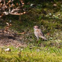 Воробей :: Геннадий Порохов