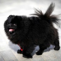 ... :: Владимир Салапонов