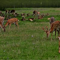 ...лесной позитив :: Георгий Никонов