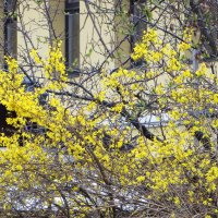 Пасхальное дерево :: Александр Чеботарь