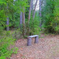 скамейка  в лесу :: Владимир иванов