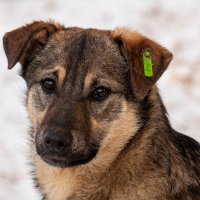 Не важно, какая порода — важно, какое сердце. :: Вадим Басов