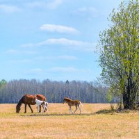 Мамины хвостики :: Михаил Белоусов