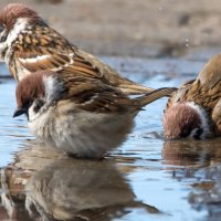 Если хочешь быть здоров - закаляйся! :: Владимир Безбородов