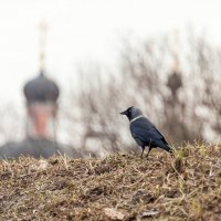 Задумчивая :: Валерий Иванович