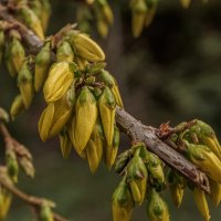 Бананчики. :: Николай 