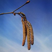 Серёжки орешника :: Людмила Смородинская