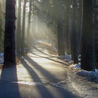 Весенние тени...... :: Юрий Цыплятников