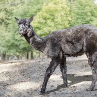 Альпака :: SanSan 