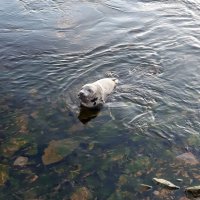 Тюленёнок :: Ольга 