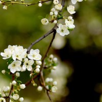 Нам обещают урожай! :: Юрий Гайворонскiий