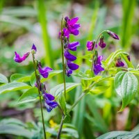 Природы дивное творенье... :: Ravile 