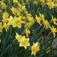 Нарциссы :: Рита Симонова