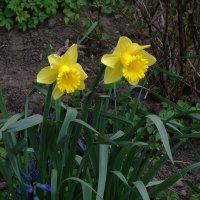 Нарциссы :: Рита Симонова