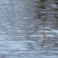 *** :: Андрей Андрианов