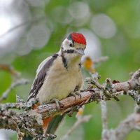 малышня... :: Andrey Bragin 