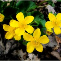 Весенние цветы :: VasiLina *