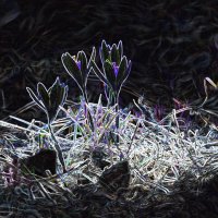 Крокусы :: Юрий Воронов