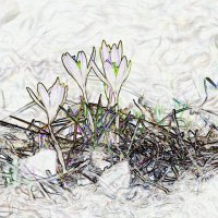 Были гиацинты :: Юрий Воронов