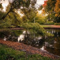 Пруд в парке :: Лилия Пруд в парке :: Лилия