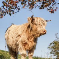 Бычок :: Владимир Колесников