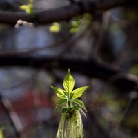 Апрель. Клен :: Павленко Михаил 