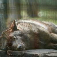 Волк на отдыхе :: Александр Леонов