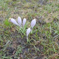 Крокусы. :: Alex 711402