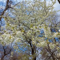 Ростовская весна :: Нина Бутко