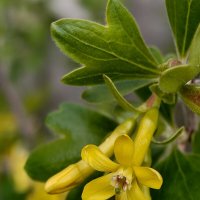 Гибрид чёрной смородины и крыжовника :: Валерий Ткаченко