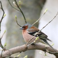 Зяблик :: Елена Иванкина