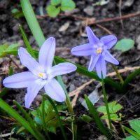 Весеннее :: Магомед .