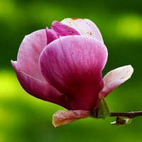 Магнолия цветёт :: Юрий. Шмаков