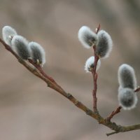 Моменты весны :: Наталья Герасимова