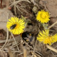 Моменты весны :: Наталья Герасимова