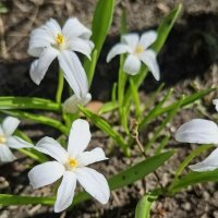 Первоцветы :: Георгиевич 