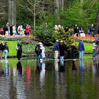 Королевство цветов(серия) :: Владимир Манкер