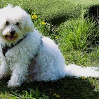 Из жизни животных (серия) :: Владимир Манкер