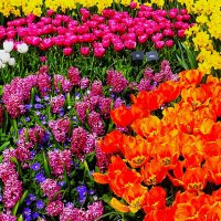 Королевство цветов(серия) :: Владимир Манкер