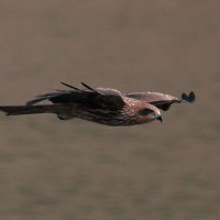 Чёрный коршун :: Yudong Liu