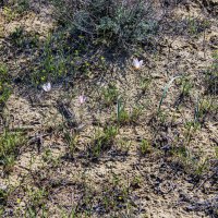 Краснокнижные тюльпаны :: Анатолий Чикчирный