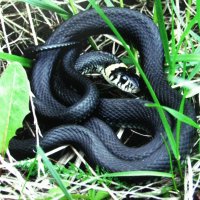 Встреча в лесу :: Людмила Смородинская