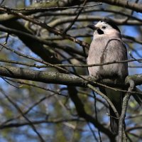 Сойка... :: Николай Саржанов