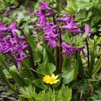 Гиацинты :: Мариша Тим