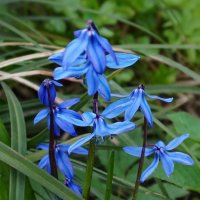 Пролески :: Ольга 