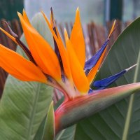 Стрелиция :: Ольга 