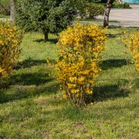 Форзиция :: Игорь Сикорский